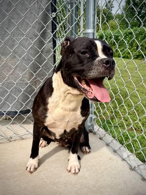 Ramona, Boxer, young, available for adoption