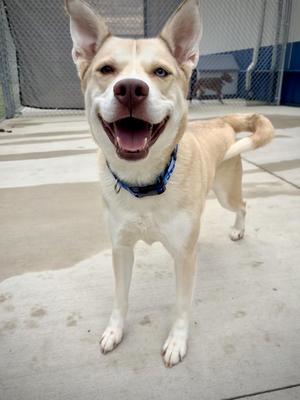 A happy dog with a light-colored coat and blue eyes, wearing a blue collar, standing on a concrete surface with a fence in the background.