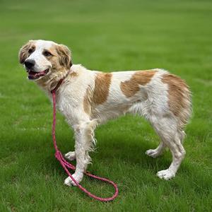 DAISY FRECKLES, Great Pyrenees, young, available for adoption
