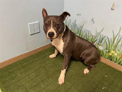 HENNESSY, Pit Bull Terrier, adult, available for adoption
