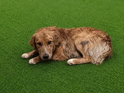 A golden retriever dog lying on green artificial grass.