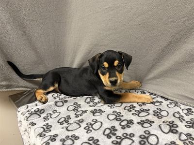 AURORA, German Shepherd Dog Mix, puppy, available for adoption