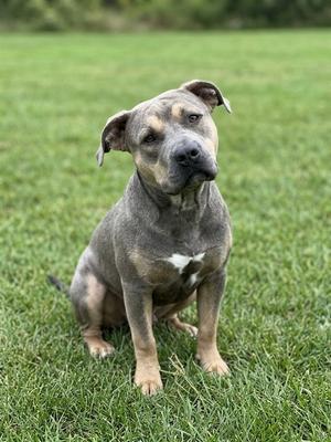 A gray and tan dog with a white patch on its chest sitting on a grassy field.