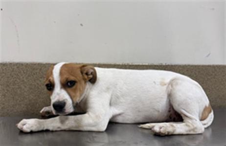 a white and brown puppy lying on the floor