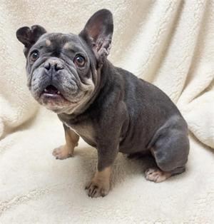 HAZEL, French Bulldog, adult, available for adoption