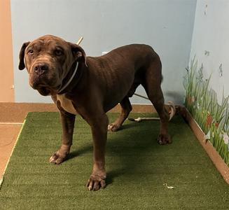 DRAKEO, Pit Bull Terrier, adult, available for adoption