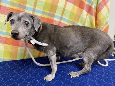 CHARLIE, Dachshund Mix, senior, available for adoption