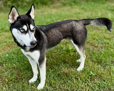 ICE, Siberian Husky, young, available for adoption