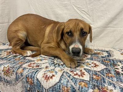 DAISY, Pit Bull Terrier Mix, young, available for adoption