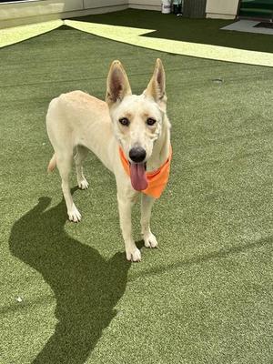 A light-colored dog wearing an orange bandana stands on artificial grass, with its tongue out and ears perked up.