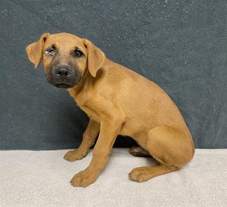CERBERUS, Doberman Pinscher, puppy, available for adoption