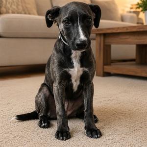 COREY, German Shepherd Dog, young, available for adoption