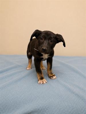 A black and brown puppy standing on a blue blanket