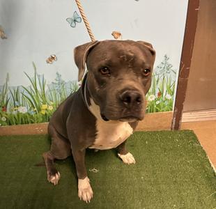ESME, Pit Bull Terrier, adult, available for adoption