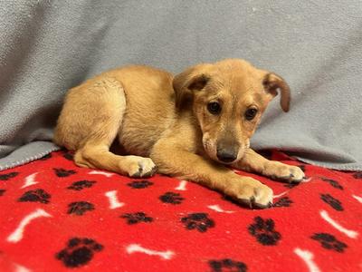 BLOSSOM, German Shepherd Dog and Pit Bull Terrier, puppy, available for adoption