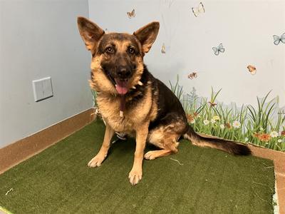 BABYGIRL, German Shepherd Dog and Rottweiler, senior, available for adoption