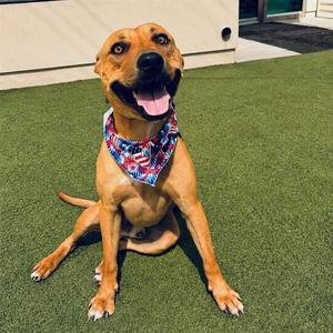 COMMANDER, Pit Bull Terrier, senior, available for adoption