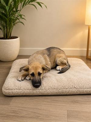 A dog lying on a beige dog bed in a cozy room with a potted plant and a lamp in the background.