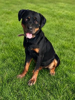 BONNIE, Rottweiler, adult, available for adoption