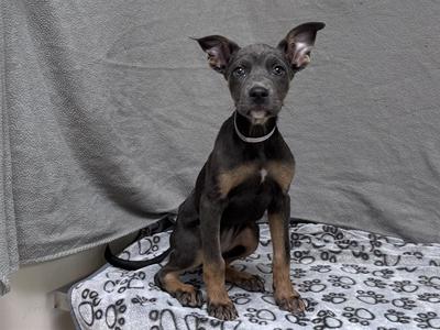 A small black and brown puppy sitting on a patterned blanket with a gray towel behind it.