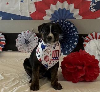 BEN, Pit Bull Terrier and German Shepherd Dog, puppy, available for adoption