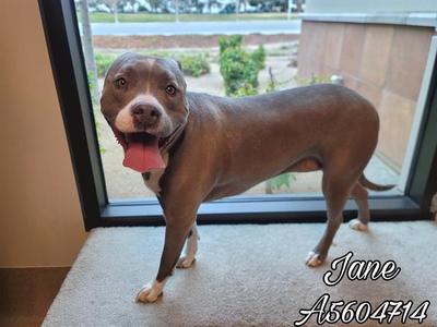 CHEWEY, Pit Bull Terrier, senior, available for adoption