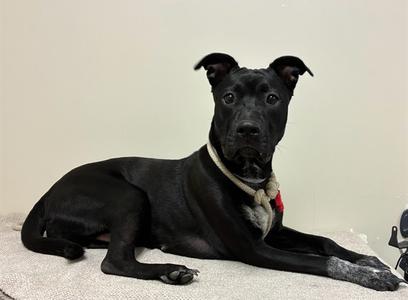 A black dog lying on a gray surface with a white collar and a red tag.