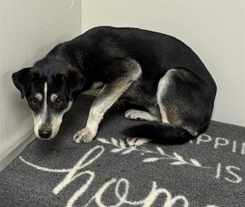 CARL, Australian Cattle Dog and German Shepherd Dog, young, available for adoption