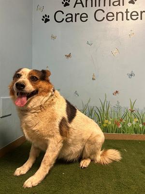 CAPULINA, Australian Cattle Dog, adult, available for adoption