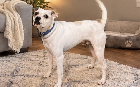 A white dog with black spots standing on a rug in a living room.