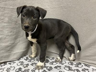 ARIEL, Labrador Retriever Mix, puppy, available for adoption