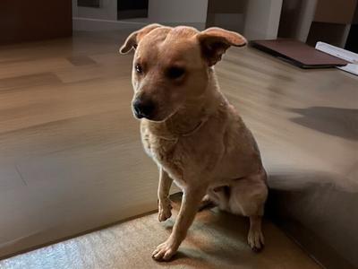 CANELO, Queensland Heeler Mix, young, available for adoption