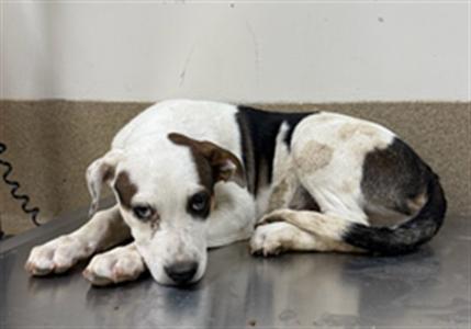 BARNEY, Queensland Heeler Mix, puppy, available for adoption