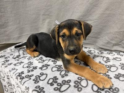 BELLE, German Shepherd Dog Mix, puppy, available for adoption