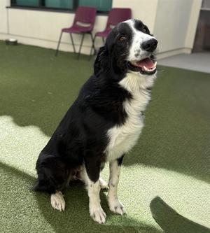 BANNON, Border Collie and Bernese Mountain Dog, adult, available for adoption