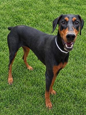 ALLY, Doberman Pinscher, young, available for adoption