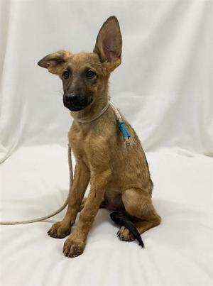 COUNT FLOYD, German Shepherd Dog, puppy, available for adoption
