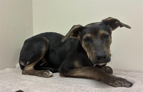 A black and brown dog lying on a gray blanket