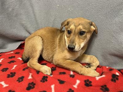 BUTTERCUP, German Shepherd Dog and Pit Bull Terrier, puppy, available for adoption