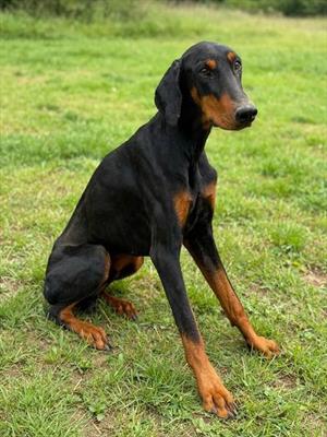 HANK, Doberman Pinscher, adult, available for adoption