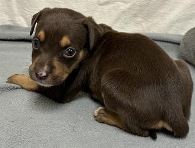 BISCOFF, Pit Bull Terrier, puppy, available for adoption