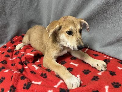 BUBBLES, German Shepherd Dog and Pit Bull Terrier, puppy, available for adoption