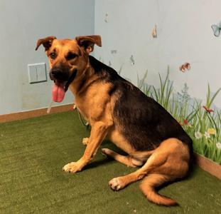 A5804618, German Shepherd Dog, young, available for adoption