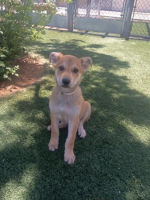 A small brown puppy sitting on green grass in a fenced area.