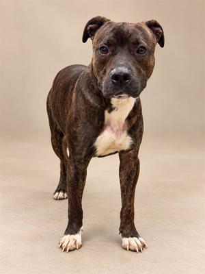 CHUCHU, Pit Bull Terrier and Belgian Malinois, adult, available for adoption