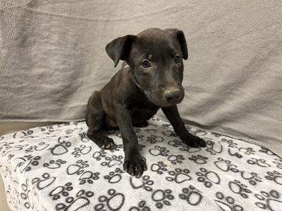 CINDERELLA, Labrador Retriever Mix, puppy, available for adoption
