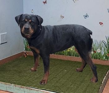 CALI, Rottweiler, adult, available for adoption