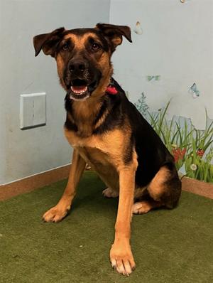 A5804619, German Shepherd Dog, young, available for adoption