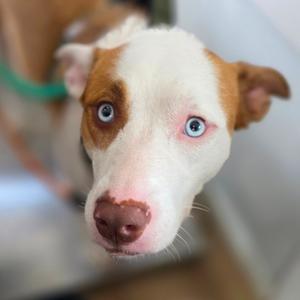 Nola, Husky, adult, available for adoption