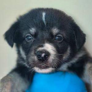 Glacier, Retriever, Labrador, puppy, available for adoption